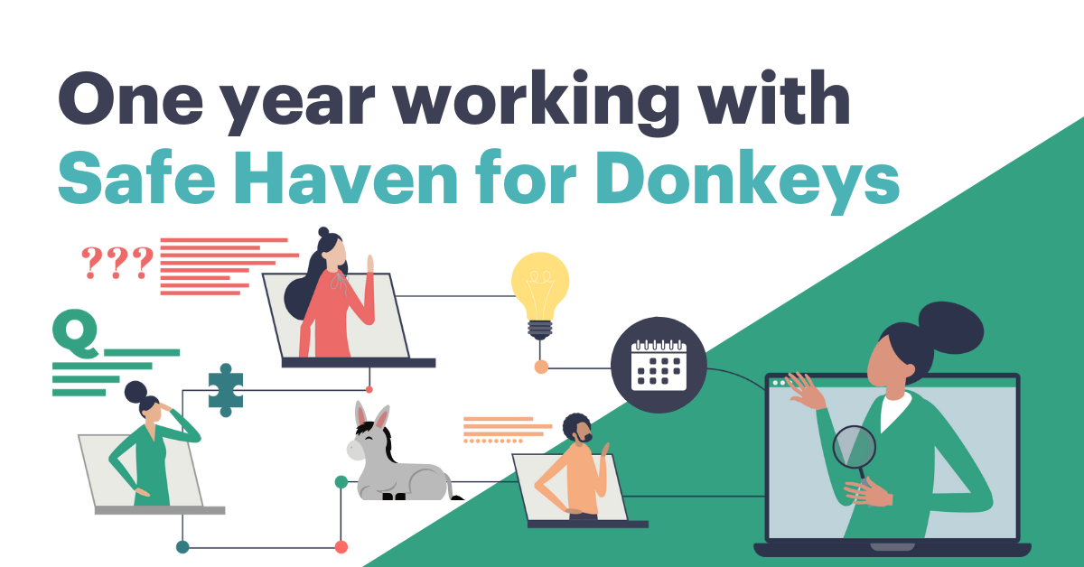One year working with Safe Haven for Donkeys